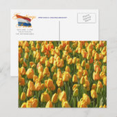 Orange Tulips Postkarte (Vorne/Hinten)