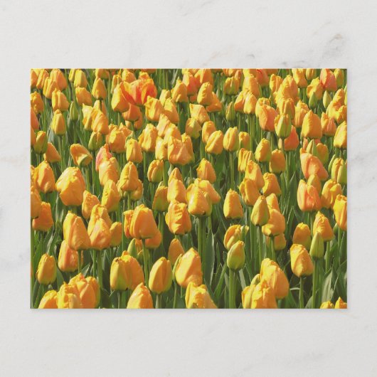 Orange Tulips Postkarte (Vorderseite)