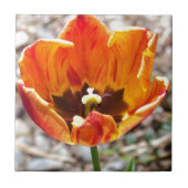 Orange Tulpe Fliese (Vorderseite)