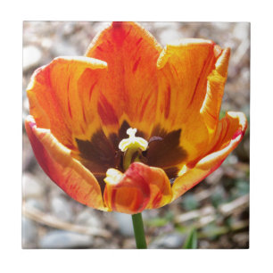 Orange Tulpe Fliese