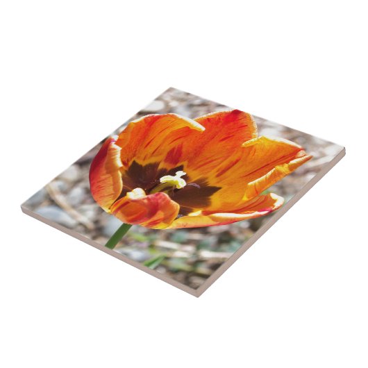 Orange Tulpe Fliese (Seite)