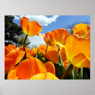 Orange Tulpe greift nach dem Himmel Poster