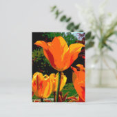 Orange Tulpe Postkarte (Stehend Vorderseite)