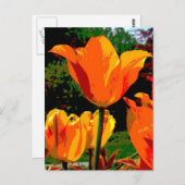 Orange Tulpe Postkarte (Vorne/Hinten)