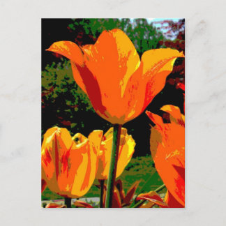 Orange Tulpe Postkarte