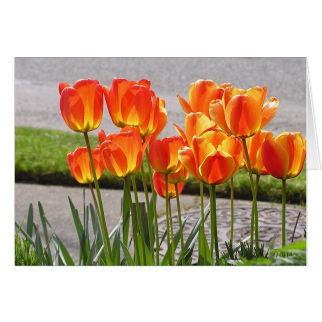 Orange Tulpen (Vorderseite (Horizontal))