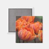 Orange-Tulpenmagnet Magnet (Vorderseite/Rückseite)