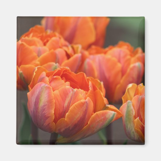 Orange-Tulpenmagnet Magnet (Vorne)