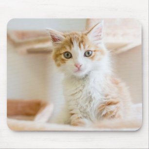 Orange u. weißes Kätzchen Mousepad