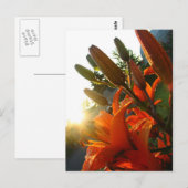 Orange Un Bloomed Postkarte (Vorne/Hinten)