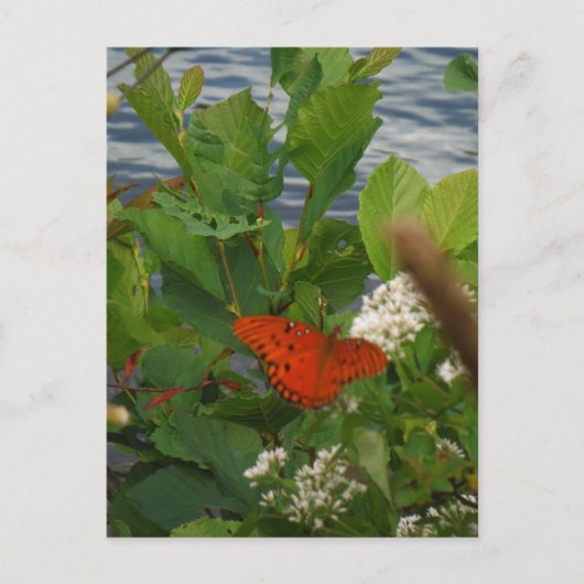 Orange und Black Butterfly am See Postkarte (Vorderseite)