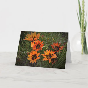 Orange und Black Gazanias Blank Grußkarte Karte