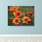 Orange und Black Gazanias Canvas Print Leinwanddruck (Insitu (Holzboden))