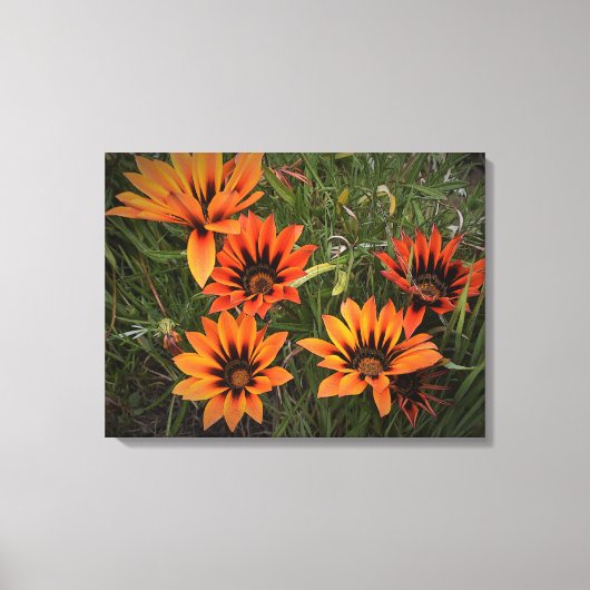 Orange und Black Gazanias Canvas Print Leinwanddruck (Vorderseite)
