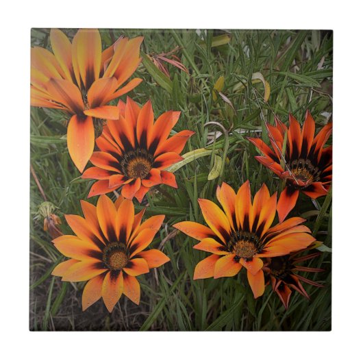 Orange und Black Gazanias Keramik Tile Fliese (Vorderseite)