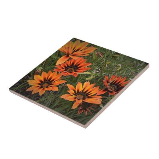 Orange und Black Gazanias Keramik Tile Fliese (Seite)