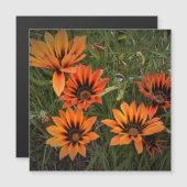 Orange und Black Gazanias Magnetkarte (Vorne/Hinten)
