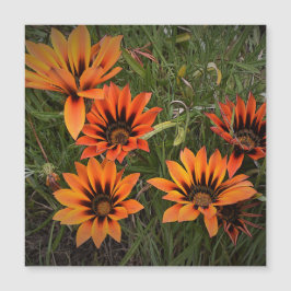Orange und Black Gazanias Magnetkarte