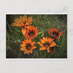 Orange und Black Gazanias Postcard Postkarte