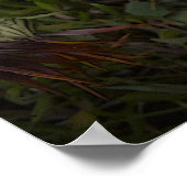 Orange und Black Gazanias Poster (Ecke)