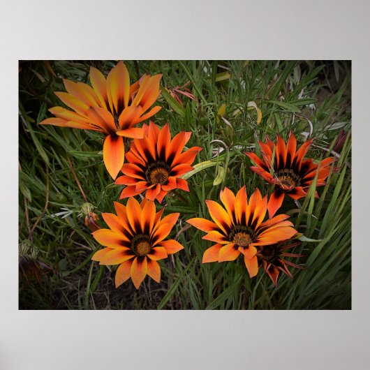 Orange und Black Gazanias Poster (Vorne)