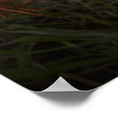 Orange und Black Gazanias Poster (Ecke)