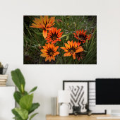 Orange und Black Gazanias Poster (Heimbüro)