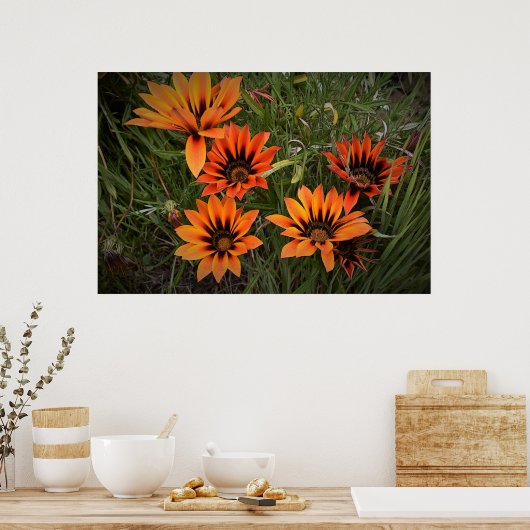 Orange und Black Gazanias Poster (Küche)