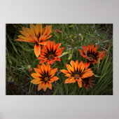 Orange und Black Gazanias Poster (Vorne)