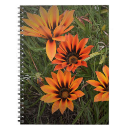 Orange und Black Gazanias Spiral Notebook Notizblock