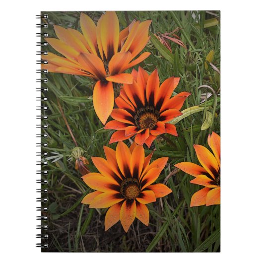 Orange und Black Gazanias Spiral Notebook Notizblock (Vorderseite)