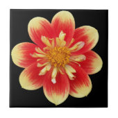 Orange und Gelb Collarette Dahlia Floral Fliese (Vorderseite)