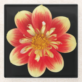 Orange und Gelb Collarette Dahlia Floral Glasuntersetzer