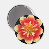 Orange und Gelb Collarette Dahlia Floral Magnet (Vorderseite/Rückseite)