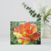 Orange und Gelb Rose 1 Postkarte (Stehend Vorderseite)