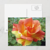 Orange und Gelb Rose 1 Postkarte (Vorne/Hinten)