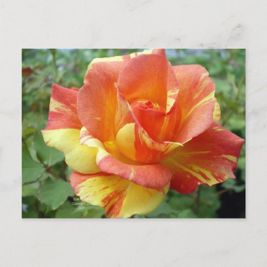 Orange und Gelb Rose 1 Postkarte (Vorderseite)