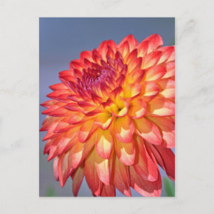 Orange und gelbe Dahlien Postkarte