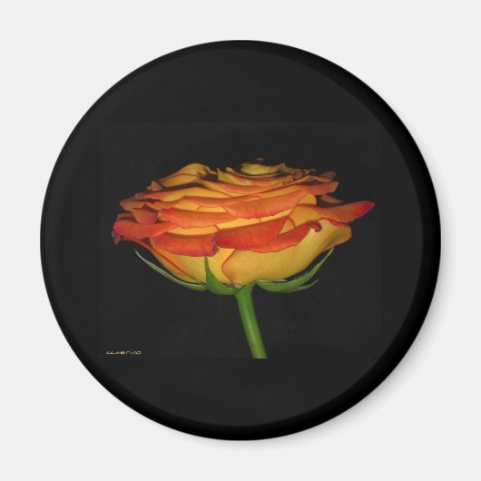 orange und gelbe Rose Magnet (Vorne)