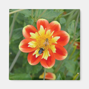 Orange und gelber Dahliemagnet Magnet