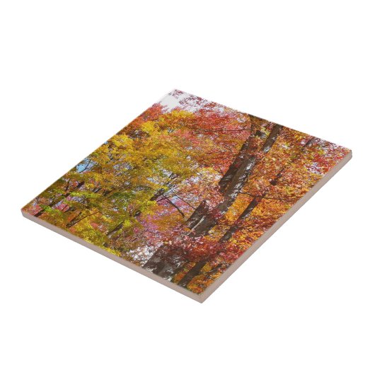 Orange- und Gelbfallbäume Herbstfotografie Fliese (Seite)