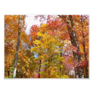 Orange- und Gelbfallbäume Herbstfotografie Fotodruck
