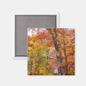Orange- und Gelbfallbäume Herbstfotografie Magnet (Vorderseite/Rückseite)
