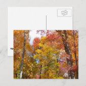 Orange- und Gelbfallbäume Herbstfotografie Postkarte (Vorne/Hinten)