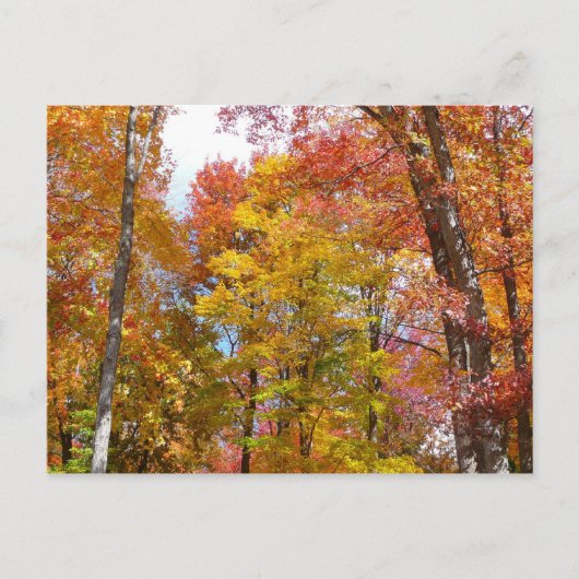 Orange- und Gelbfallbäume Herbstfotografie Postkarte (Vorderseite)