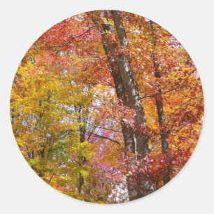 Orange- und Gelbfallbäume Herbstfotografie Runder Aufkleber