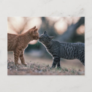 Orange- und Graugetigerte Katzen berühren sich mit Postkarte