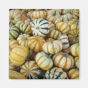 Orange und grüne Herbstgürtel Magnet