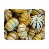 Orange und grüne Herbstgürtel Magnet (Horizontal)
