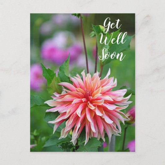 Orange und Pink Dahlia Blume bald wieder gut Postkarte (Vorderseite)